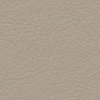 Gray Parrot (FE4078)