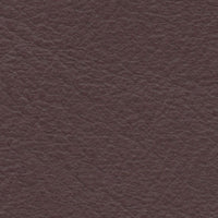 Black Abalone (SA2041)